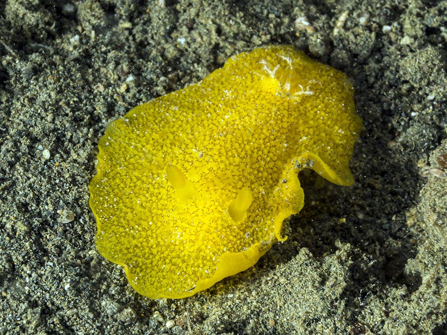 Platydoris sp. A